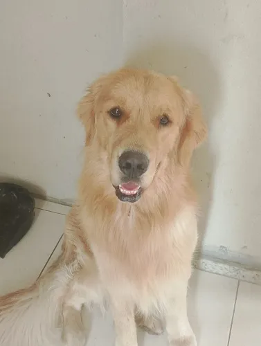 Vendo esse Golden Retriever puro com pedigree. O Golden tem 4 anos   uma cadela misturado 