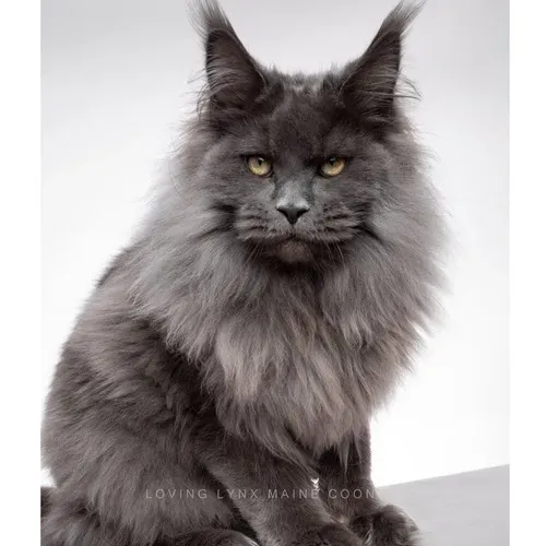 Maine coon