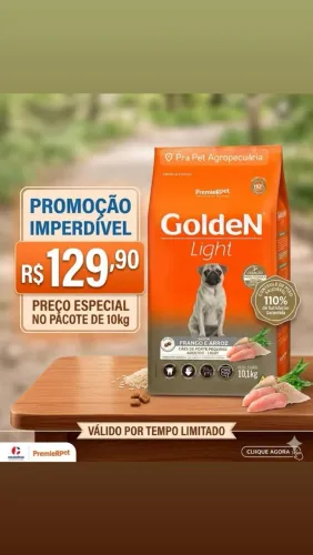 Golden cão