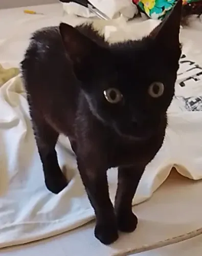 Luna Para Adoção *