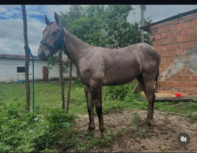 Cavalo
