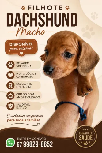 ? Filhote Dachshund Disponível ?