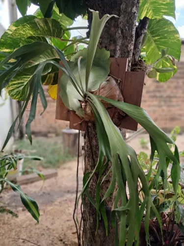 Planta
