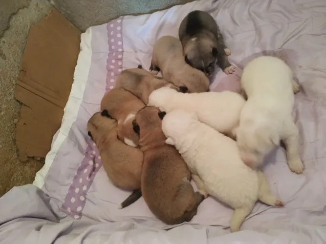 Filhotes da Raça Akita
