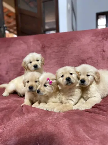 Lindos filhotes de Golden Retriever