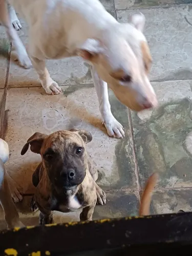 Pitbull filhote 3meses
