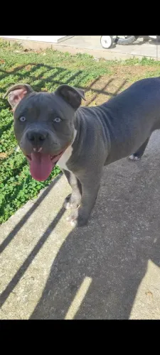American Bully Pocket 
