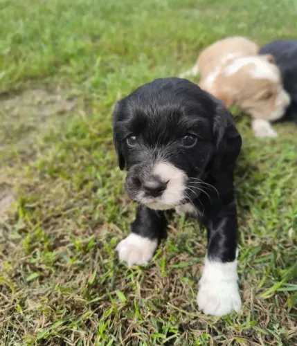  Shitzu com poodle 