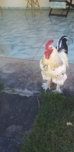 Galo Brahma