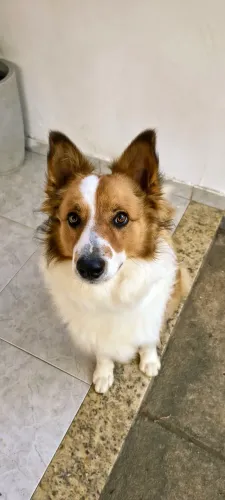 Doação de Border Collie