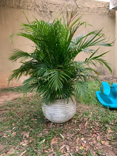 Vendo palmeira Salomão