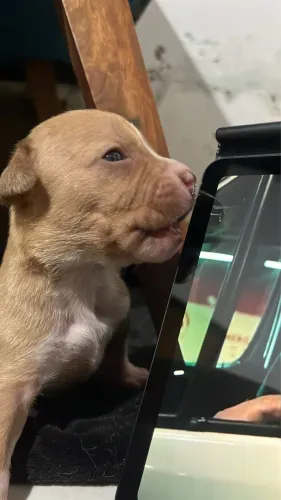 Filhote de American bully pitbull