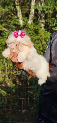 Shih-tzu femea baby face - SO HOJE