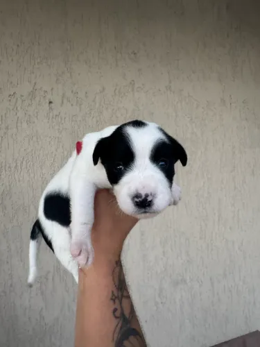 Cachorros para adoção