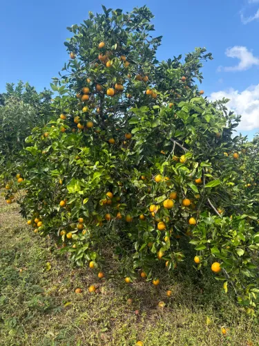 LARANJA PERA DIRETO DO PE