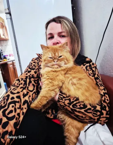 Algum Gato Macho Persa Disponivel???