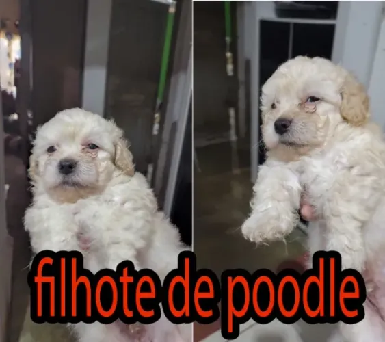 Filhote cachorro poodle 45 dias
