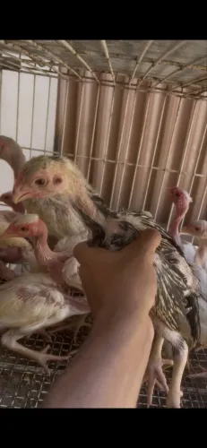 Vendo frango bico curto e franguinhos