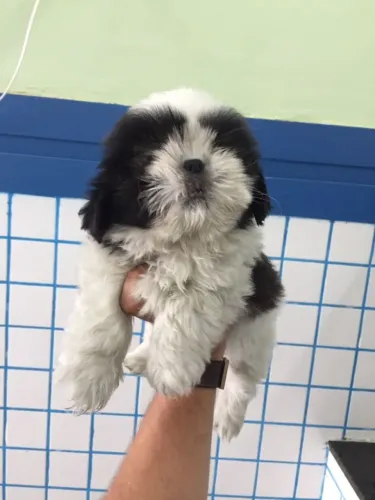 Filhotinho de Shih Tzu com excelente temperamento
