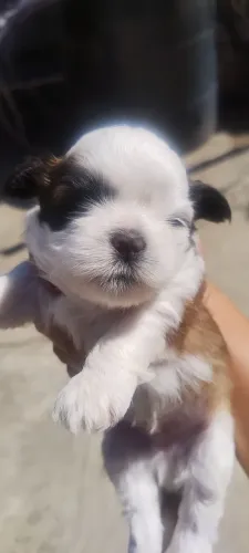 Lindos filhotes Shih-tzu macho