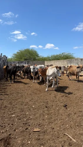 Vendo GADO macho, garrotes e touros