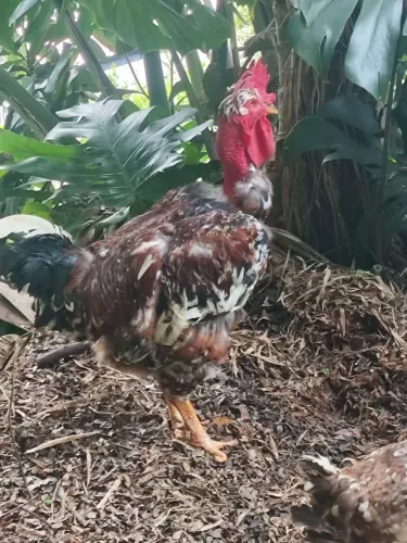 Galinha