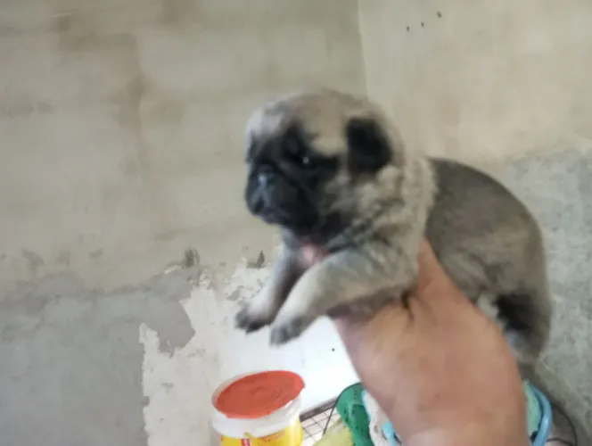 Lindos filhotes pug