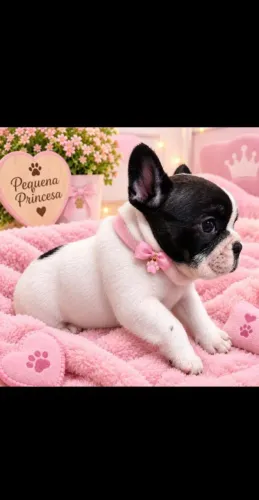 Bulldog Francês
