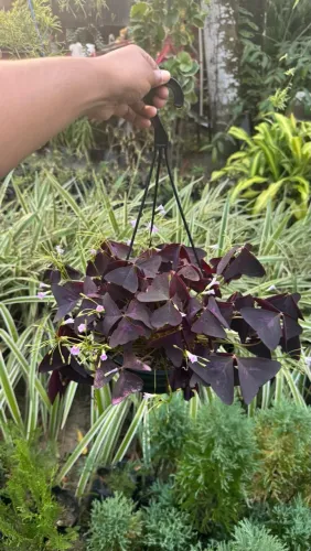 Plantas
