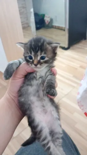 Gatinho de casa