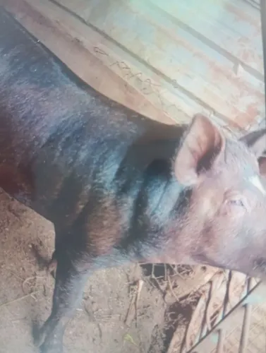 Porco preto, ótimo reprodutor! Na faixa de 1 ano