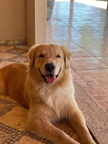 Golden
