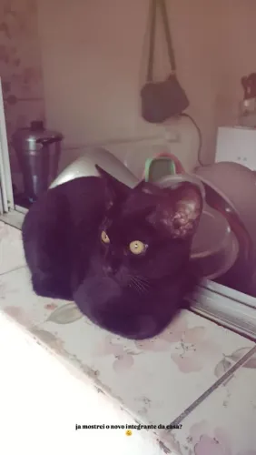 Vende-se gato preto ?