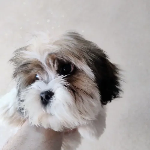 Filhote Lhasa Apso