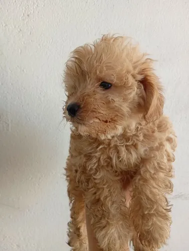 Vendo Filhote de Poodle