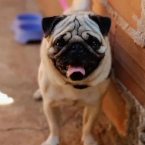 CRUZA de PUG ABRICÓ com CBKC Leia a Descrição