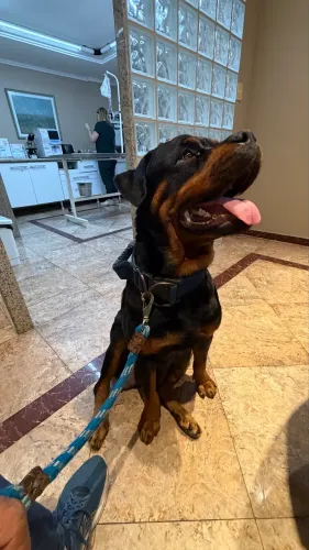 Rottweiler Alemão Cabeça de Touro 