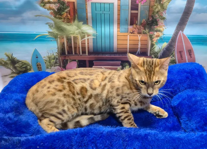 Bengal rosetado lindos
