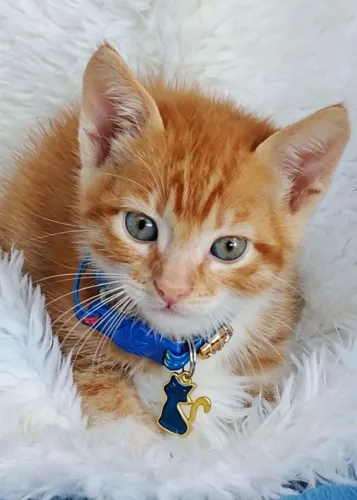 Gato laranjinha com 2 meses 