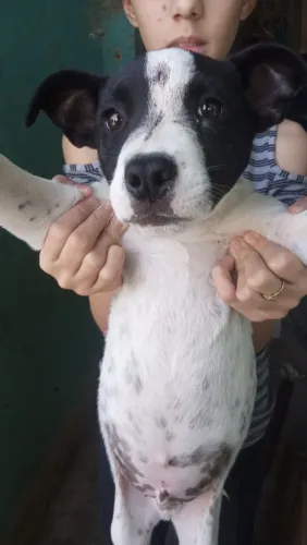 Doação de cachorro
