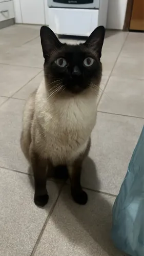 ADOÇÃO RESPONSÁVEL!