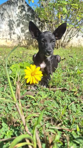 Doação Fêmea  de 3 meses