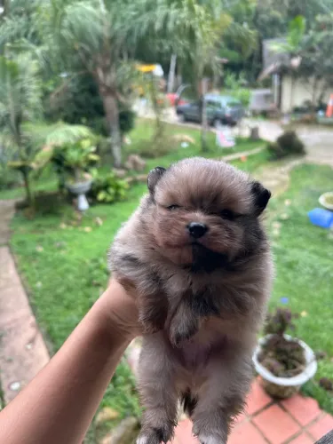 machinho merle lulu da pomerania 