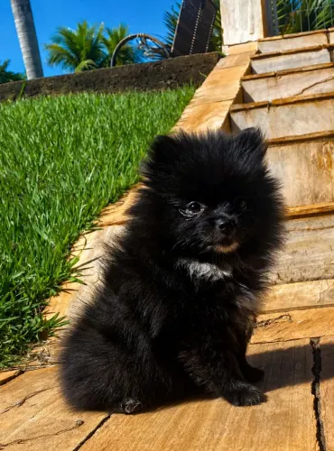SPITZ FÊMEA PRONTA ENTREGA 