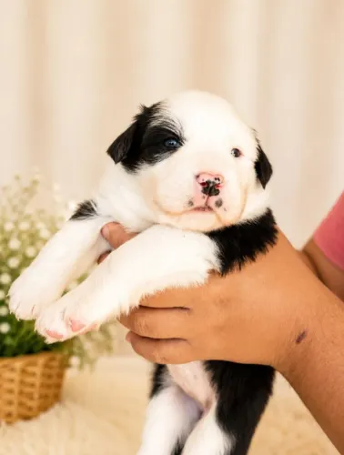 Filhotes de Border Collie em Nova Friburgo com Pedigree