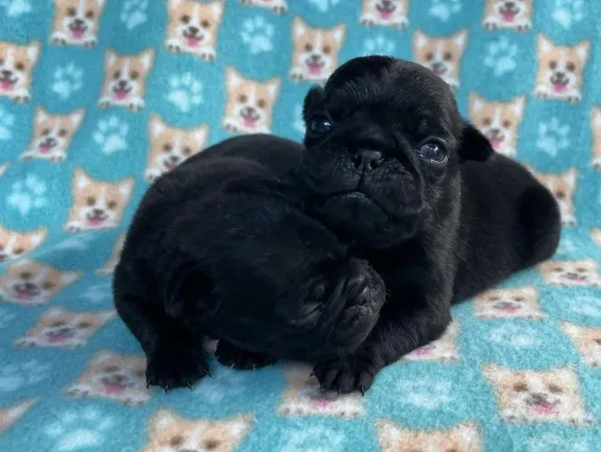 Pug o amor mais divertido para dia dos namorados 