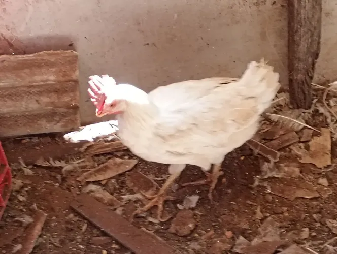 Galinha