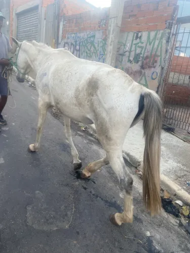 ÉGUA PRENHA (CAVALO)