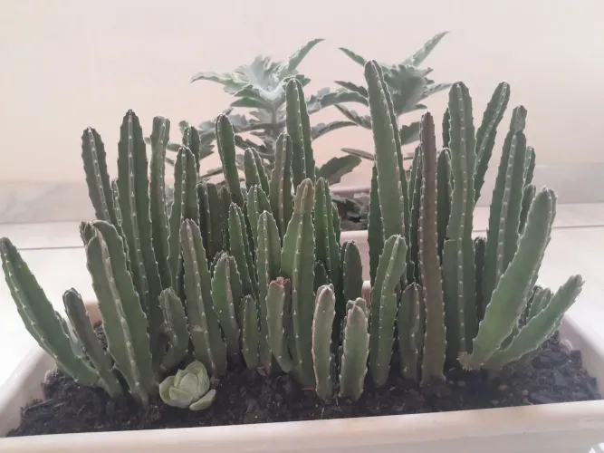 2 plantas grandes com 5 anos de idade