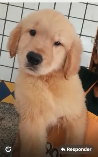 Golden Retriever alta padrão americano